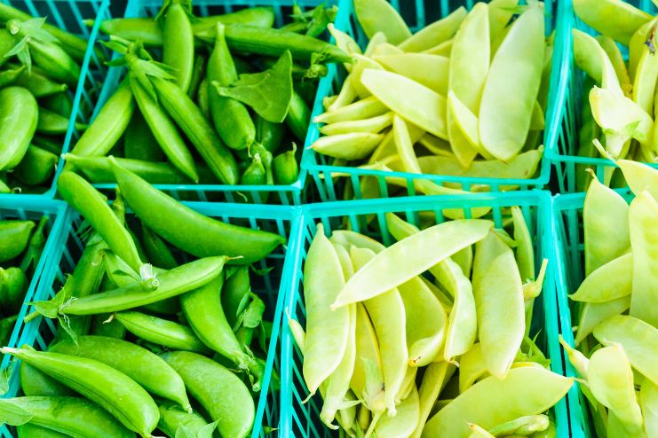 Snow Peas compete with Snap Peas