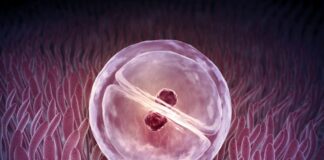 తల్లి కావాలనుకునే మహిళలకు జిఫ్ట్ (ZIFT) వరమా? - Is ZIFT a boon for women who want to be mothers? Zygote Intrafallopian Transfer (ZIFT)