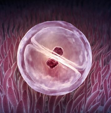 తల్లి కావాలనుకునే మహిళలకు జిఫ్ట్ (ZIFT) వరమా? Zygote Intrafallopian Transfer (ZIFT)