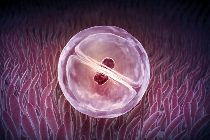 Zygote Intrafallopian Transfer (ZIFT)