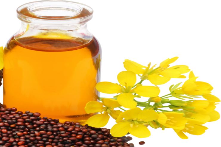 conclusion of mustard oil