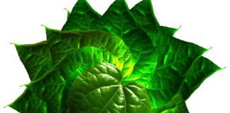 తమలపాకుల దుష్ప్రభావాలు: దాగి ఉన్న ఆరోగ్య ప్రమాదాలు - Betel Leaves: Uncovering the Hidden Health Risks Betel Leaves_ Uncovering the Hidden Health Risks