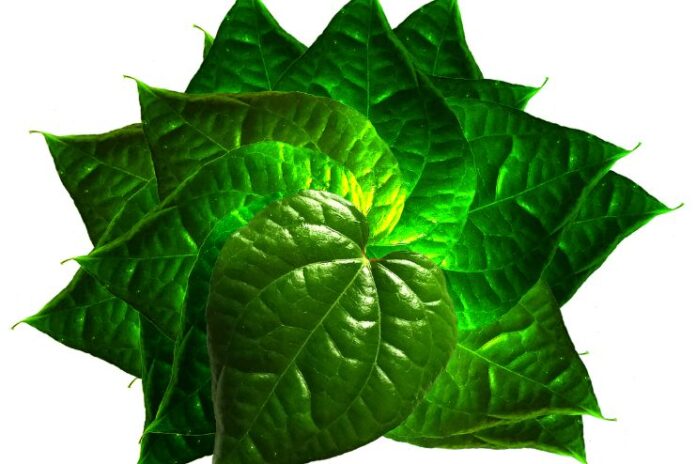 Betel Leaves_ Uncovering the Hidden Health Risks