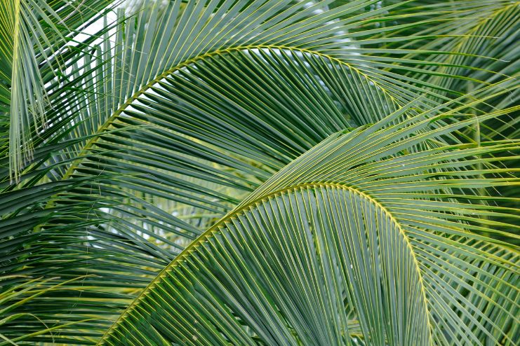 Coconut Leaves