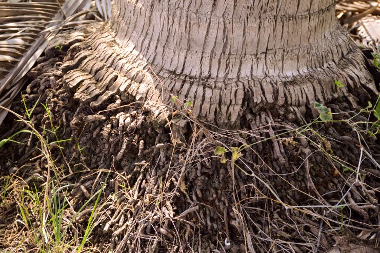 Coconut Roots