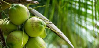 కొబ్బరి: బహుముఖ ఉపయోగాలు మరియు ఆరోగ్య ప్రయోజనాలు - Coconut: Uses and Health Benefits of versatile Fruit Coconut_ Uses and Health Benefits of versatile Fruit