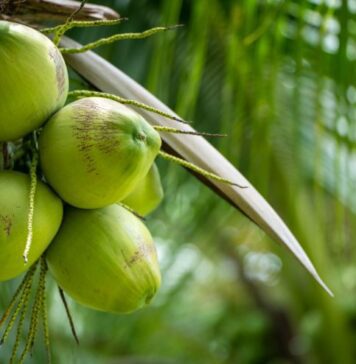 కొబ్బరి: బహుముఖ ఉపయోగాలు మరియు ఆరోగ్య ప్రయోజనాలు Coconut_ Uses and Health Benefits of versatile Fruit