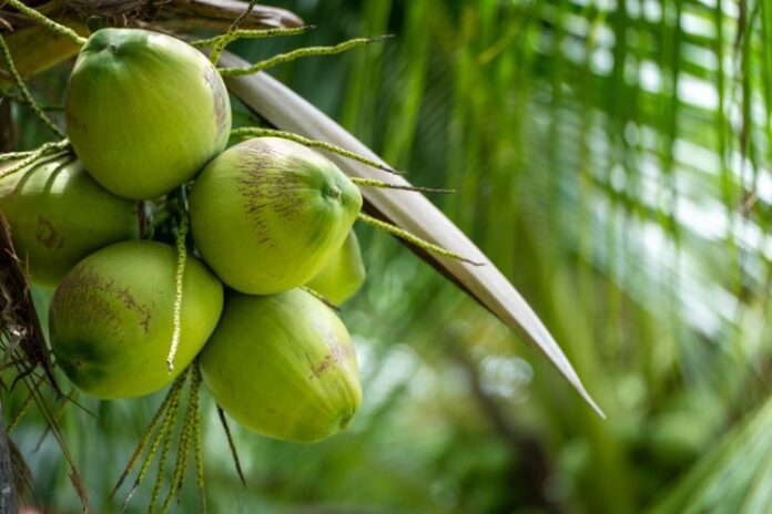 Coconut_ Uses and Health Benefits of versatile Fruit