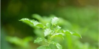 తులసి: పోషకాహార పవర్ హౌస్ మరియు ఆరోగ్య ప్రయోజనాలు - Holy Basil (Tulsi): Nutritional Powerhouse and Health Benefits Holy-Basil-Tulsi_-Nutritional-Powerhouse-and-Health-Benefits