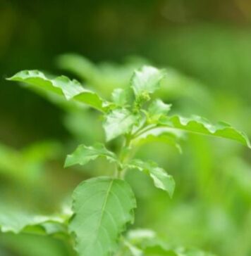 తులసి: పోషకాహార పవర్ హౌస్ మరియు ఆరోగ్య ప్రయోజనాలు Holy-Basil-Tulsi_-Nutritional-Powerhouse-and-Health-Benefits