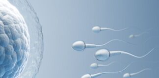 పురుషులలో లైంగిక సామర్థ్యాన్ని పెంచే ఆహారాలివే.! - Male Fertility and Diet: What to Eat for Improved Sperm Quality Male Fertility and Diet_ What to Eat for Improved Sperm Quality