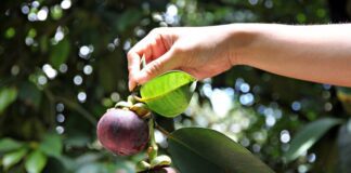 ఉష్ణమండల పండ్ల రాణి: ఇవర మామిడి ఆరోగ్య ప్రయోజనాలు - Mangosteen: Health Benefits of queen of tropical fruits Mangosteen_ Health Benefits of queen of tropical fruits