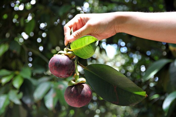 Mangosteen_ Health Benefits of queen of tropical fruits