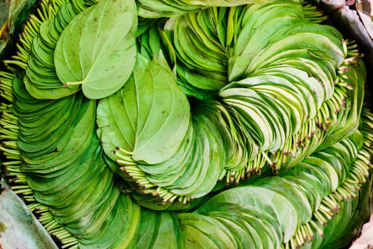 Nutritional Composition of Betel leaf