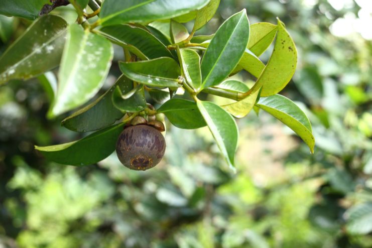 Potential drawbacks of Mangosteen