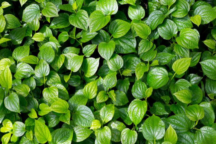 Properties of Betel Leaves