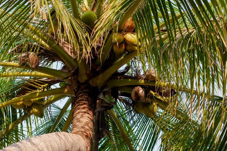 The nature of the Coconut tree