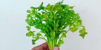 కొత్తిమీర: మెండైన పోషకాలు.. నిండుగా అరోగ్య ప్రయోజనాలు.! - Power of Coriander: Nutritional Profile and Health Benefits Power of Coriander_ Nutritional Profile and Health Benefits