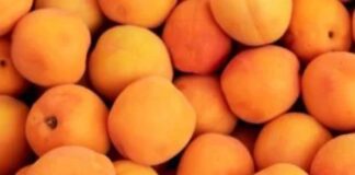 ఆప్రికాట్ పండ్లలోని పోషక గుణాలు, ఆరోగ్య ప్రయోజనాలు - Apricot: Nutritional properties and Health Benefits Apricot_ Nutritional properties and Health Benefits