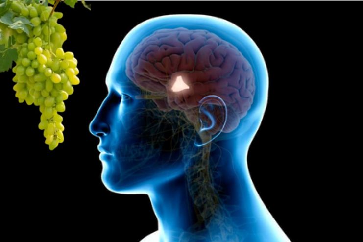 Boosting memory and mood