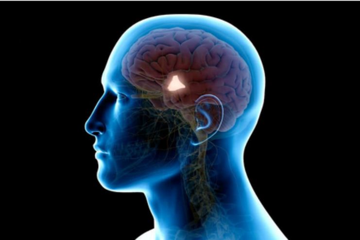 Changes in hypothalamus and hippocampus