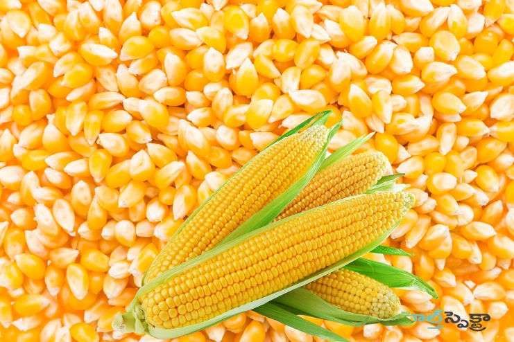 Corn