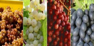 ద్రాక్ష పండ్లలోని పోషకాలు మరియు ఆరోగ్య ప్రయోజనాలు - Grapes: Health Benefits, Nutrition and Recipes Grapes_ Health Benefits, Nutrition and Recipes