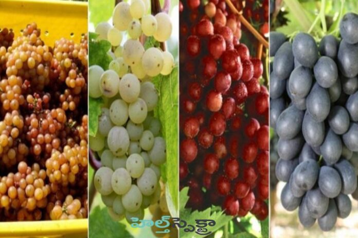 Grapes_ Health Benefits, Nutrition and Recipes