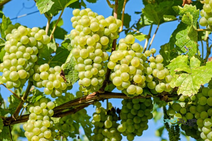 Other Health Benefits of grapes