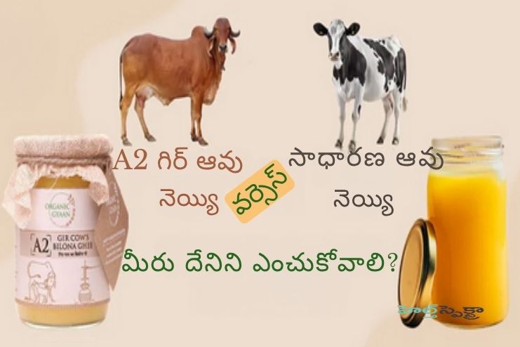 A2 Gir Cow Ghee vs. Regular Ghee