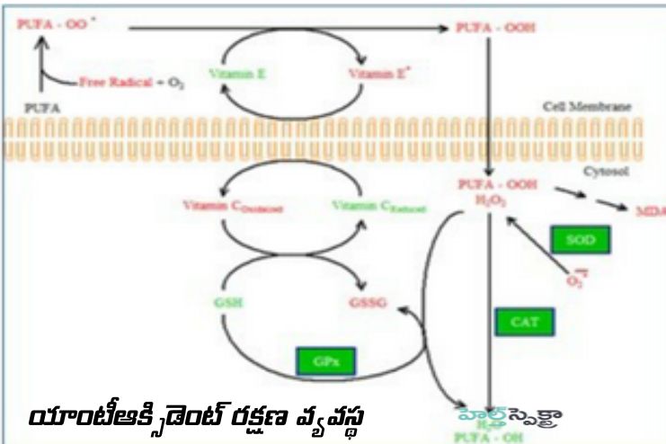 Antioxidant defense system