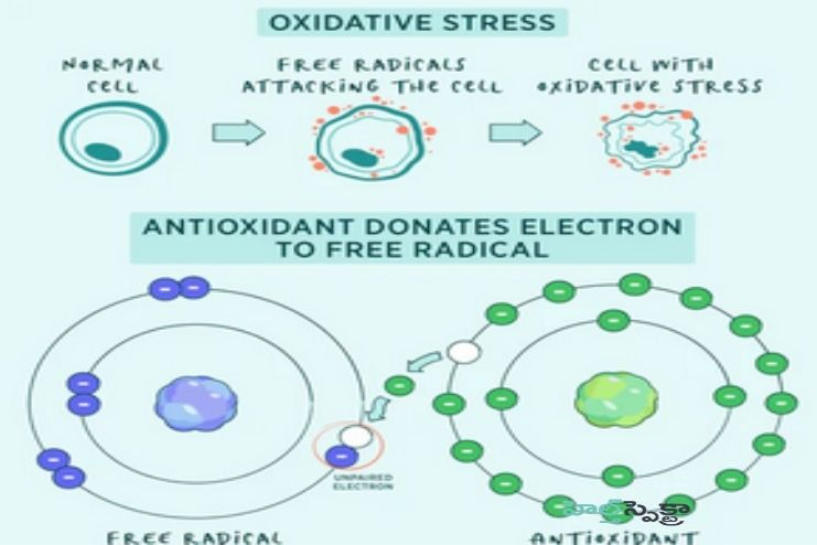 Antioxidants and free radicals