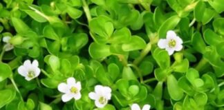 బ్రాహ్మి: అద్భుత మూలిక అరోగ్య ప్రయోజనాలు, దుష్ప్రభావాలు - Brahmi (Bacopa Monnieri) Benefits, Dose, Side Effects Brahmi (Bacopa Monnieri) Benefits, Dose, Side Effects