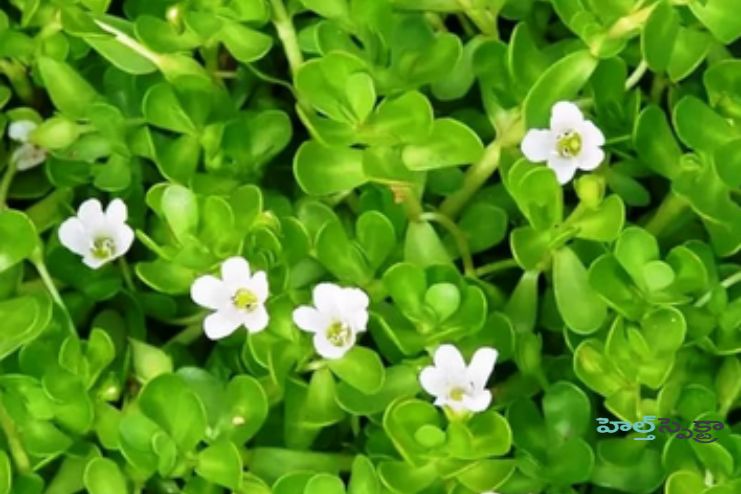 బ్రాహ్మి: అద్భుత మూలిక అరోగ్య ప్రయోజనాలు, దుష్ప్రభావాలు - <span class='sndtitle'></img>Brahmi (Bacopa Monnieri) Benefits, Dose, Side Effects </span>