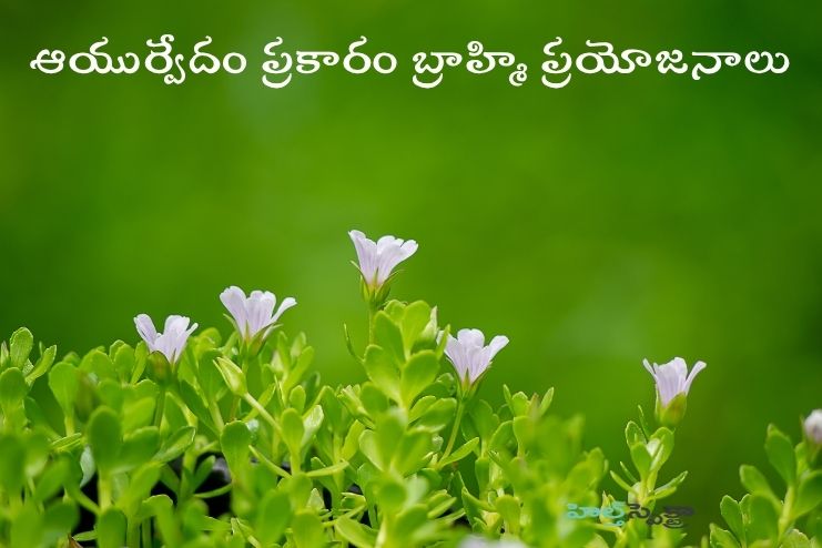Brahmi Benefits as per Ayurveda
