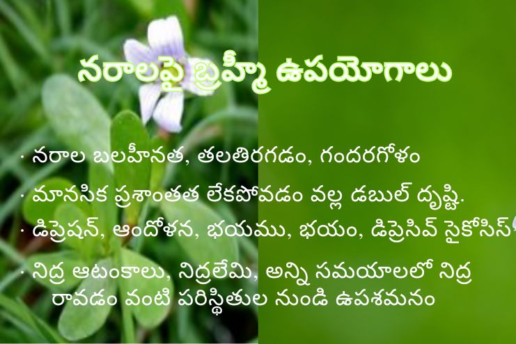 Brahmi Uses on Nerves