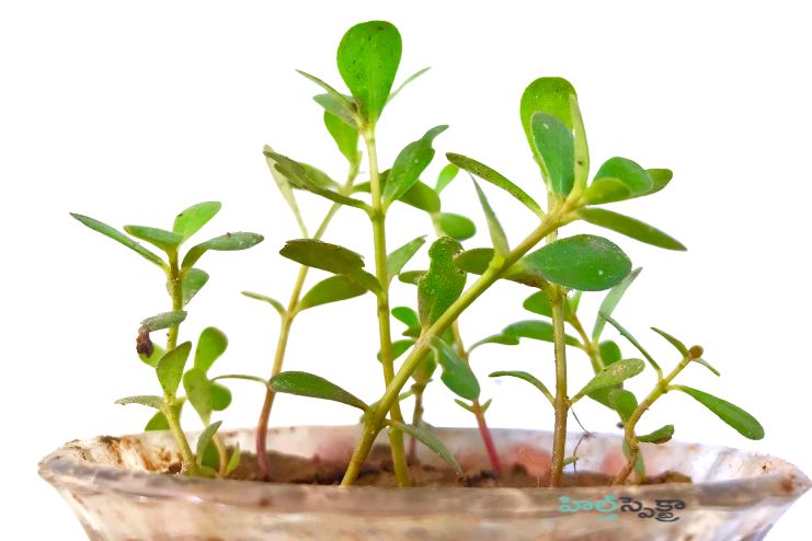 Brahmi dose as per age