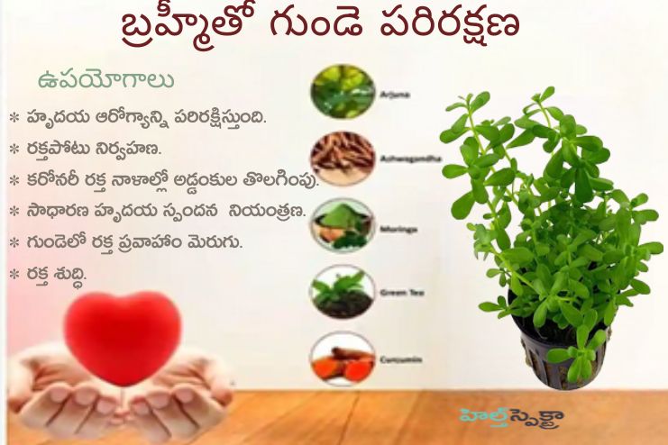 Brahmi is useful in Heart Health, Hypertension
