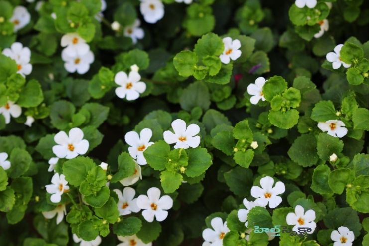 Brahmi – Part used, dosage