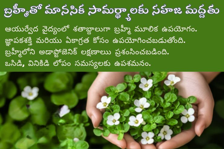 Bramhi for Obsessive Compulsive Disorder