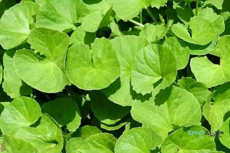 Can this be taken with allopathic medicines