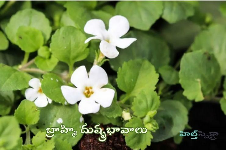 Brahmi side effects
