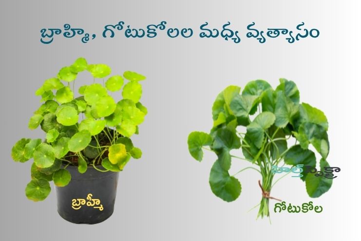 Difference between Brahmi and Gotukola