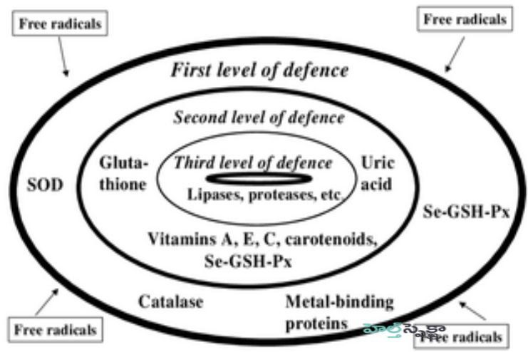 Levels of antioxidant action