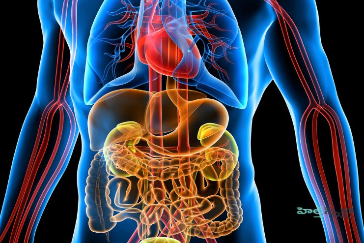 Liquids and speed of digestion