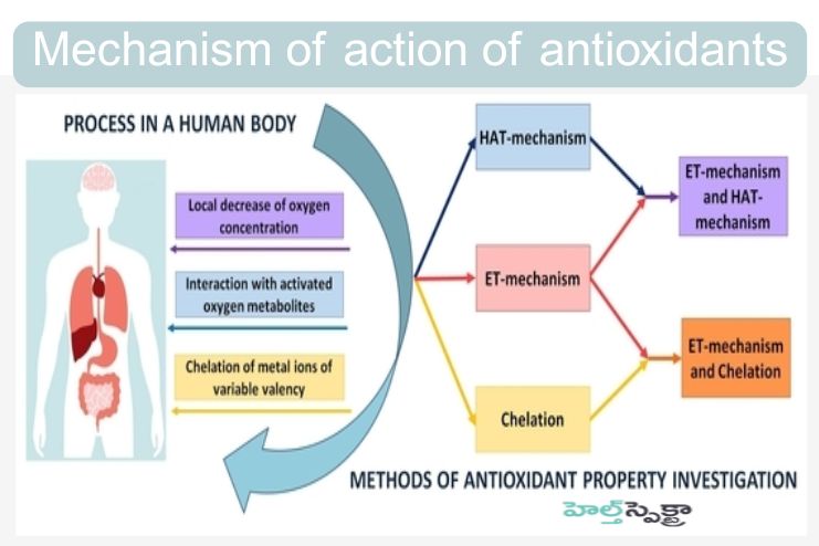 Mechanism of action of antioxidants