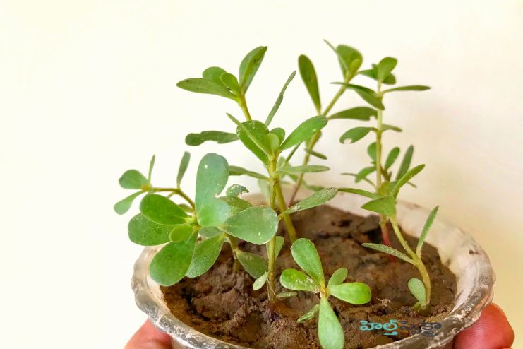 Other alternative co-drinks for Brahmi