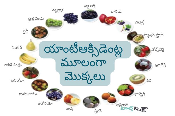 Plants as source of Antioxidants