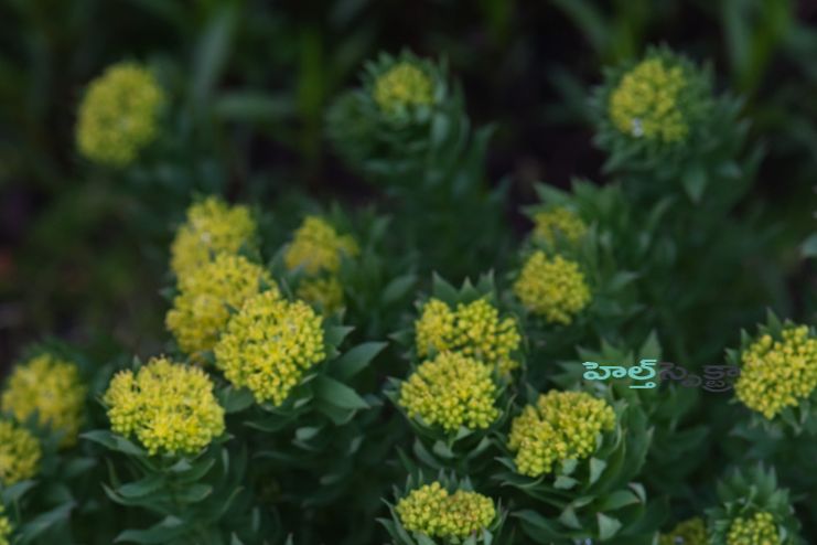 Potential Risks and Side Effects of Rhodiola