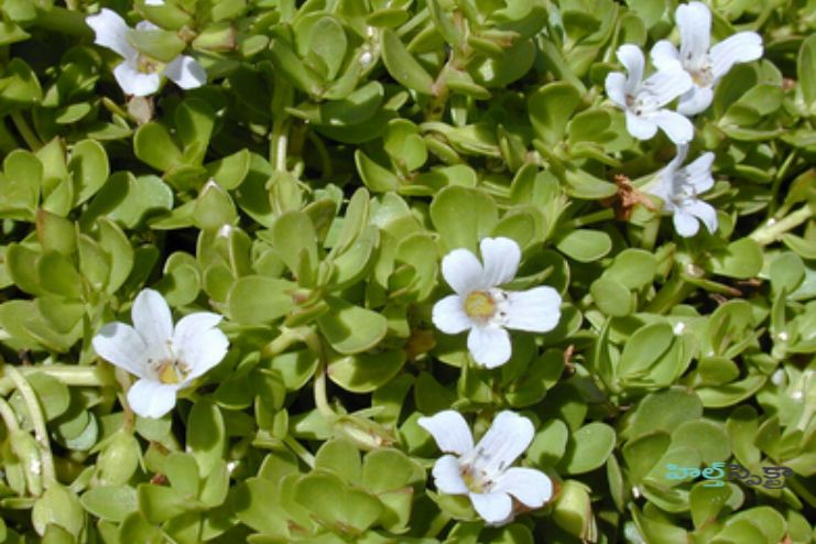 Research on Brahmi
